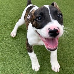 Photo of Pepper 5174, adoptable Terrier (Unknown Type, Medium) in Loxahatchee, Florida