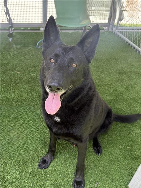 Photo of Sparky, adoptable German Shepherd Dog in Los Angeles, California