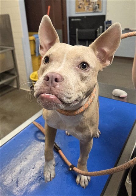 Photo of Bubbly, adoptable Staffordshire Bull Terrier in Phoenix, Arizona