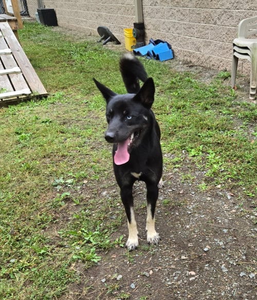 Photo of DA 5 Baxter, adoptable Husky in Glen Allen, Virginia