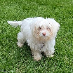 Photo of Riley, adoptable Havanese in Union Grove, Wisconsin