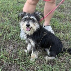 Photo of Pierce, adoptable Terrier (Unknown Type, Medium) in New York, New York