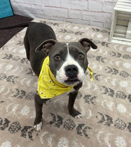 Photo of Morgan, adoptable American Pit Bull Terrier in Detroit, Michigan