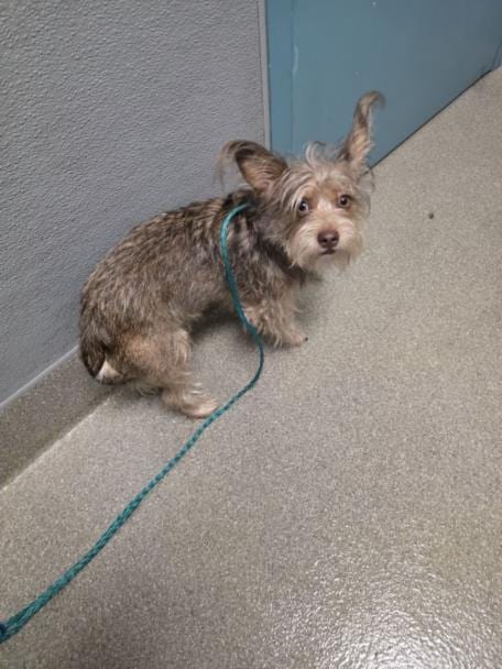 Photo of Farkle, adoptable Terrier in Las Vegas, Nevada