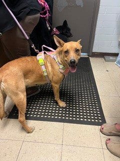 Photo of Daisy, adoptable Border Collie in Stockton, California