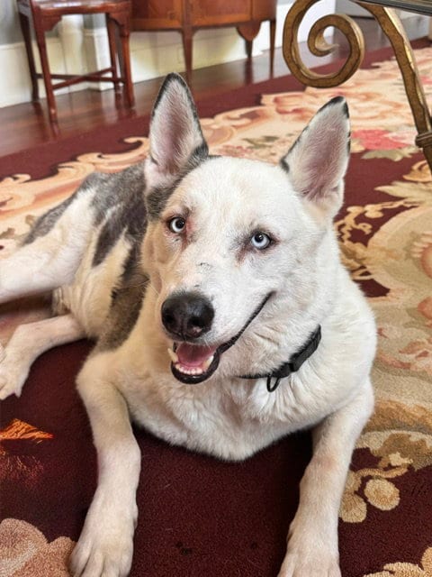 Photo of Biggie Smalls, adoptable Siberian Husky in Roswell, Georgia