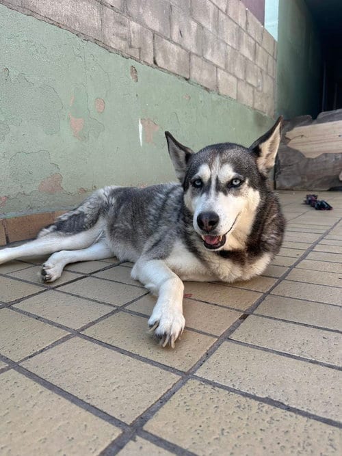 Photo of Dixie, adoptable Siberian Husky in Inglewood, California