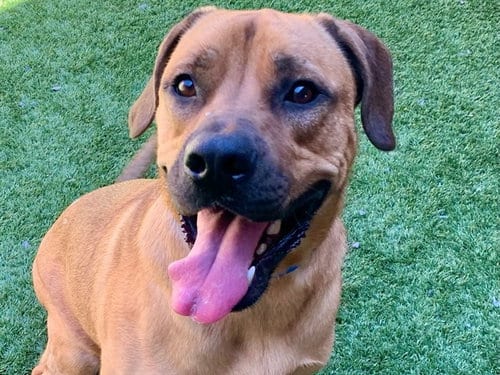 Photo of Paco, adoptable Mastiff in Moreno Valley, California