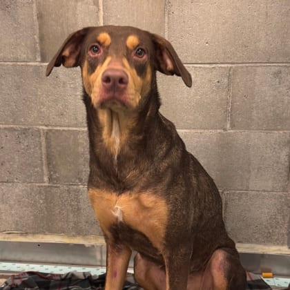 Photo of Princess Buttered Toast, adoptable Doberman Pinscher/Mix in Farmington, New Mexico
