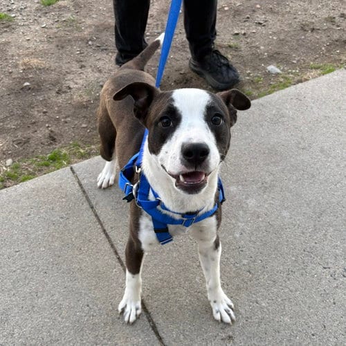 Photo of Max, adoptable Pit Bull Terrier in Boston, Massachusetts