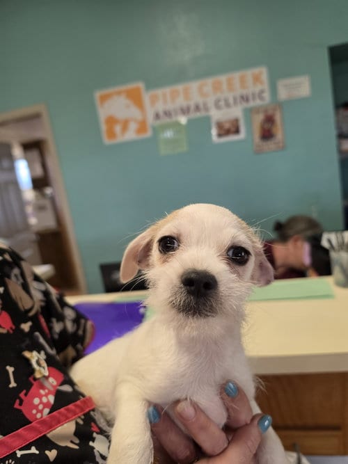 Photo of Grover, adoptable Shih Tzu in Pipe Creek, Texas