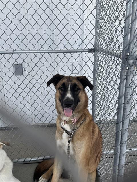Photo of Missy, adoptable German Shepherd Dog in Bakersfield, California