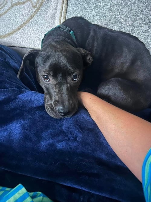 Photo of Madonna, adoptable Labrador Retriever in Jacksonville, North Carolina