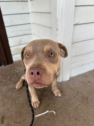 Photo of Charmin, adoptable dog in Atlanta, Georgia