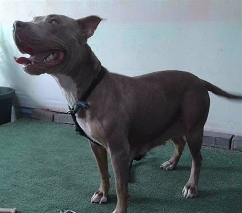Photo of Lola, adoptable Pit Bull Terrier in Baldwin Park, California