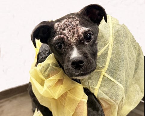 Photo of Dreamer, adoptable dog
