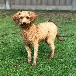 Photo of Terrapin 5492, adoptable Poodle (Miniature) in Loxahatchee, Florida