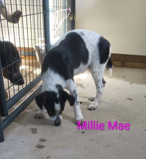Photo of Millie Mae, adoptable Beagle in Stover, Missouri