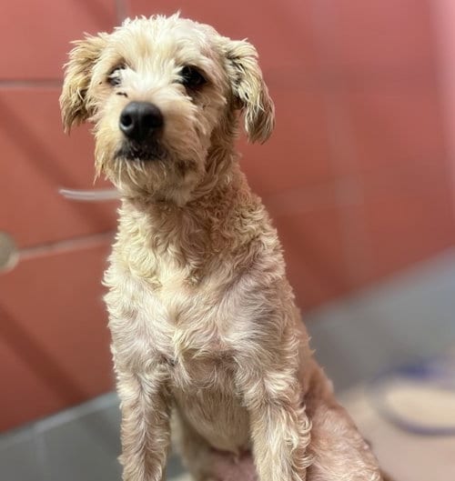 Photo of Max, adoptable Poodle (Standard) in Houston, Texas