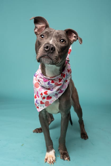 Photo of Bing Bong, adoptable dog in Atlanta, Georgia