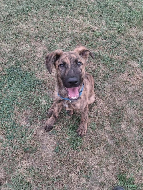 Photo of Argus, adoptable Shepherd in Martinsburg, West Virginia