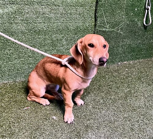 Photo of Angewinna, adoptable Dachshund in Lancaster, California