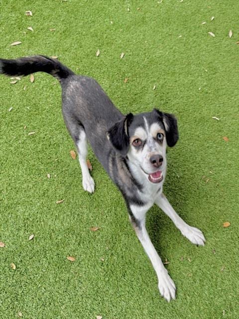 Photo of Lucy, adoptable Siberian Husky in Fort Myers, Florida