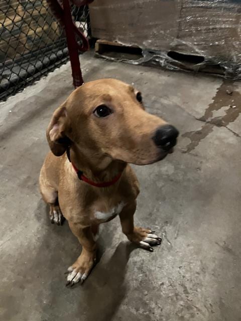 Photo of Snickerdoodle, adoptable Mixed Breed and Dachshund
