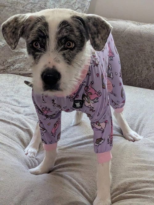Photo of Marley, adoptable Airedale Terrier in Cincinnati, Ohio