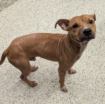 Photo of Milber, adoptable dog in Atlanta, Georgia