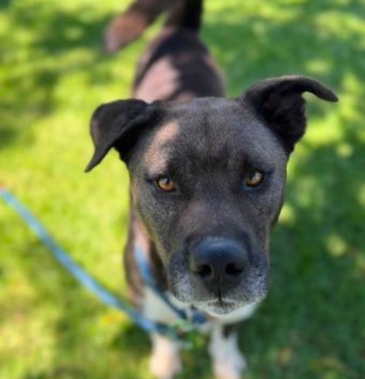 Photo of Augie, adoptable Labrador Retriever Pit Bull Terrier in Ventura, California
