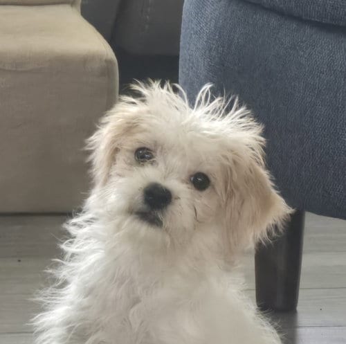 Photo of Hazel, adoptable Maltese in Wheaton, Illinois