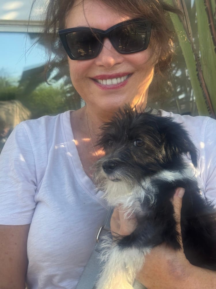 Photo of Gigi, adoptable Terriers (Small) in Dana Point, California