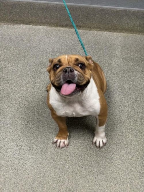 Photo of Peaches, adoptable Bulldog in Las Vegas, Nevada