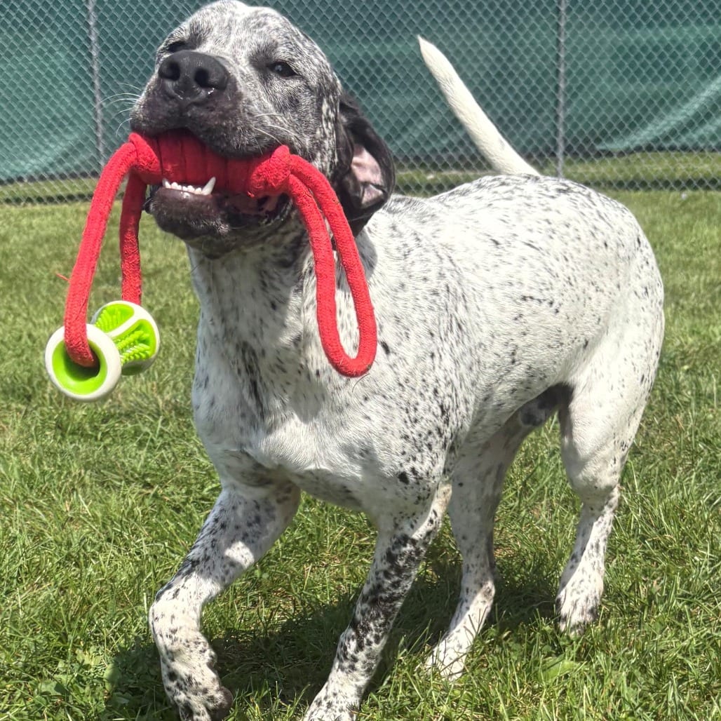 Photo of Aries, adoptable Mixed Breed (Large) in East Hanover, New Jersey