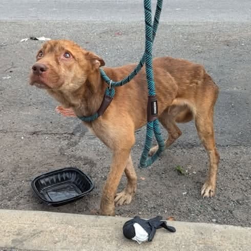 Photo of Jimmy Consu, adoptable Terrier, American Staffordshire / Mixed Breed (Medium) in Whitestone, New York