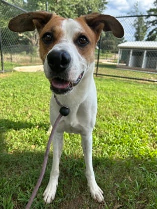 Photo of Corn Cob, adoptable dog in Chamblee, Georgia