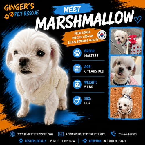 Photo of Marshmallow from Korea, adoptable Maltese in Federal Way, Washington