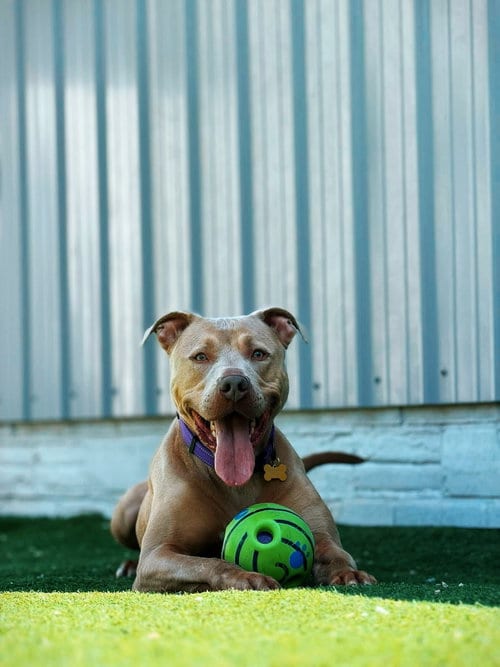 Photo of Chase, adoptable American Pit Bull Terrier in Cedar Rapids, Iowa