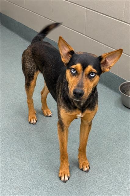 Photo of Sanders, adoptable German Shepherd Dog in Baytown, Texas