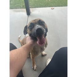 Photo of Kobe, adoptable American Pit Bull Terrier in Baton Rouge, Louisiana