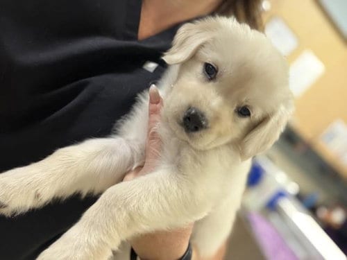 Photo of A1927227, adoptable Labrador Retriever in Riverside, California