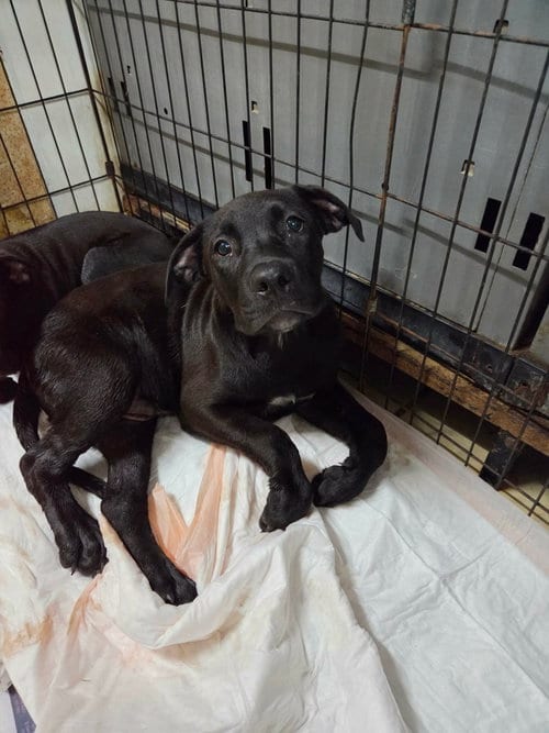 Photo of Bryan, adoptable Labrador Retriever in El Centro, California