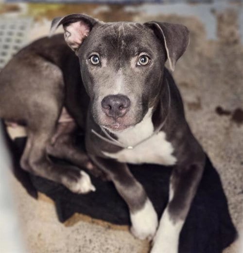 Photo of Zara, adoptable Staffordshire Bull Terrier in Houston, Texas