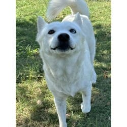 Photo of Pawdrey Hepburn, adoptable Husky in Texas City, Texas