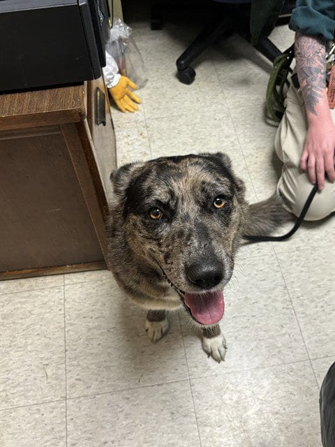 Photo of Snooki, adoptable Australian Cattle Dog/Blue Heeler in Plano, Texas