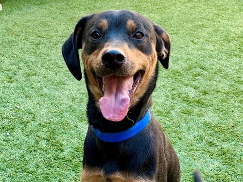 Photo of Tug, adoptable Manchester Terrier in Moreno Valley, California