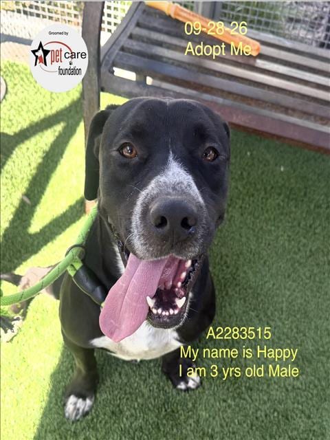 Photo of Happy, adoptable Pit Bull Terrier in Los Angeles, California