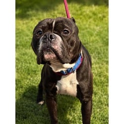Photo of Daniel, adoptable English Bulldog in Wantagh, New York