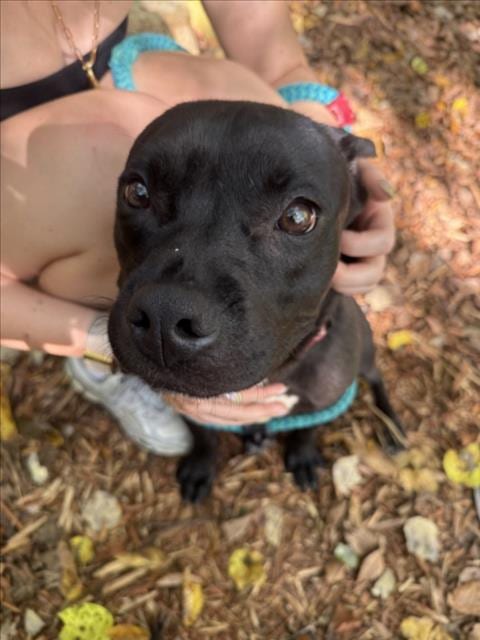 Photo of Boogie, adoptable Pit Bull Terrier in Chapel Hill, North Carolina